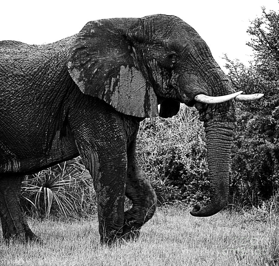Beautiful Elephant Black And White 38 Photograph by Boon Mee