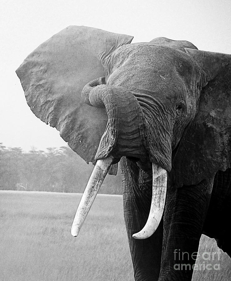 Beautiful Elephant Black And White 40 Photograph by Boon Mee