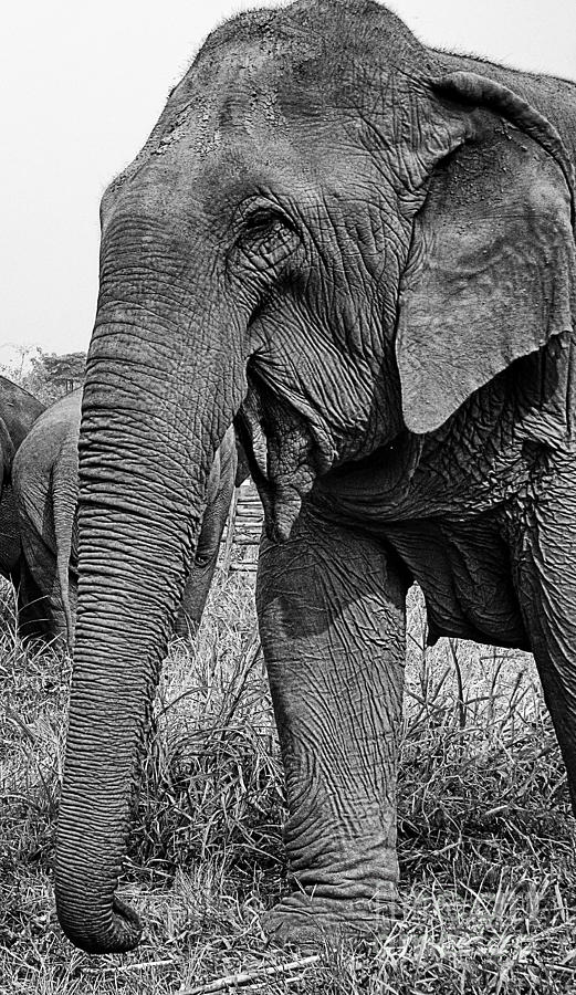 Beautiful Elephant Black And White 41 Photograph by Boon Mee