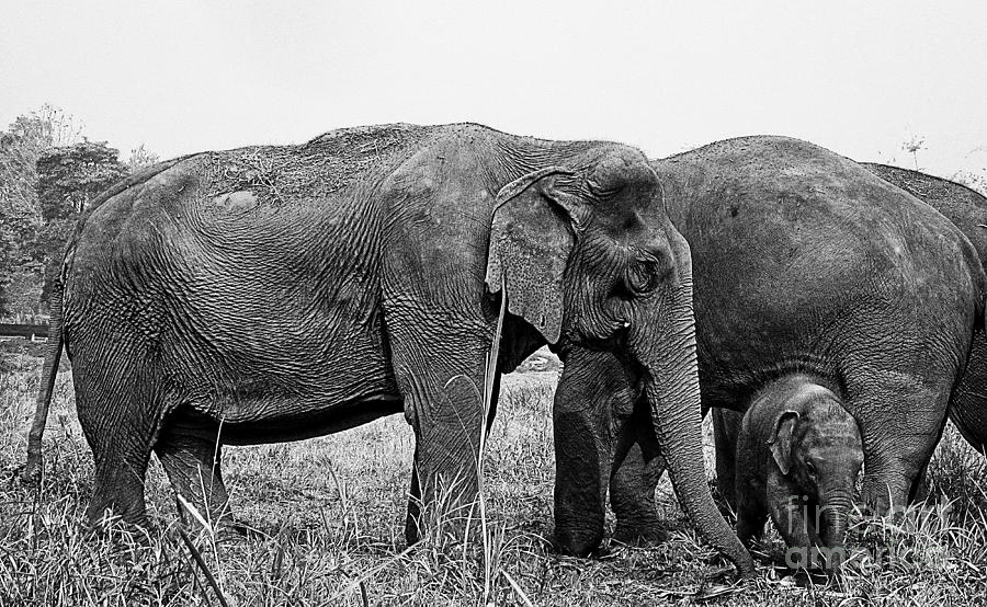 Beautiful Elephant Black And White 42 Photograph by Boon Mee