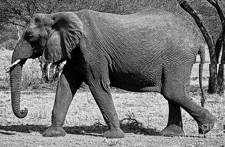 Beautiful Elephant Black And White 45 Photograph by Boon Mee
