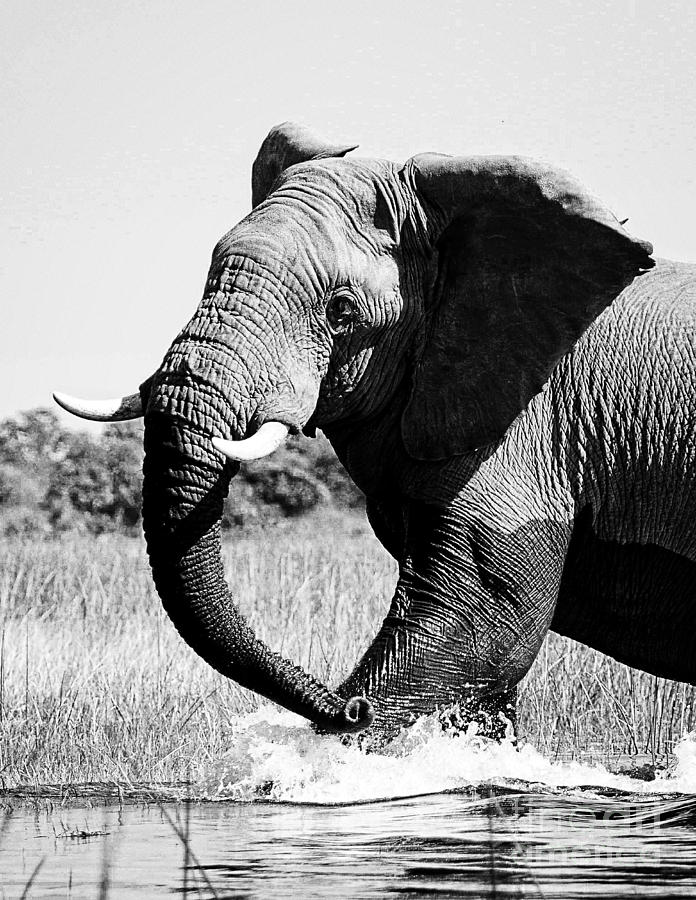 Beautiful Elephant Black And White 46 Photograph by Boon Mee