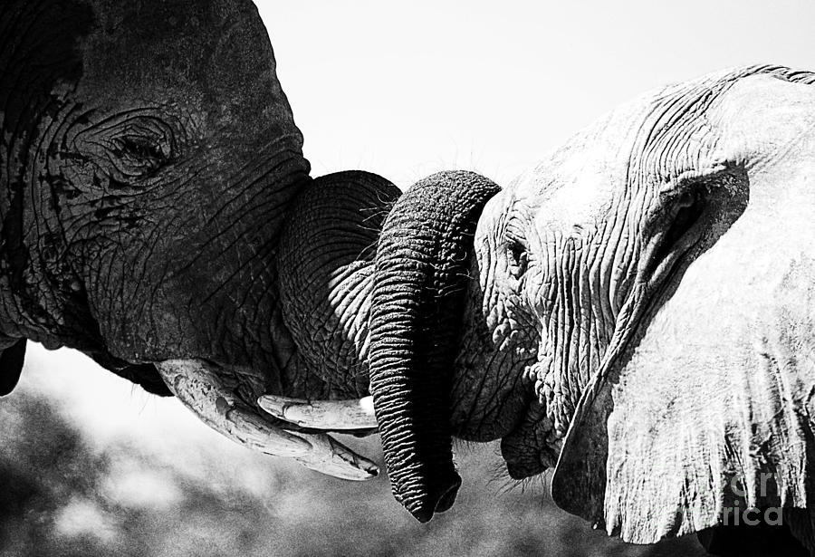 Beautiful Elephant Black And White 47 Photograph by Boon Mee