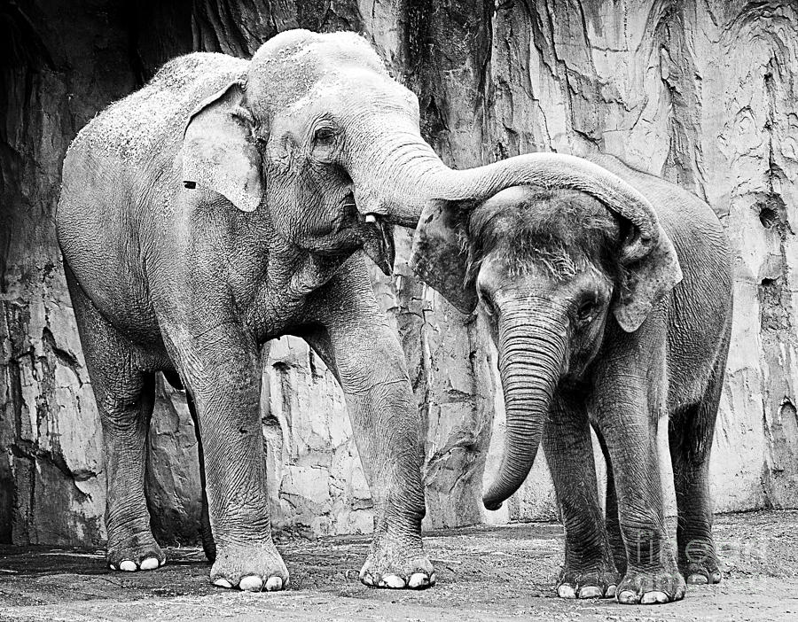 Beautiful Elephant Black And White 48 Photograph by Boon Mee