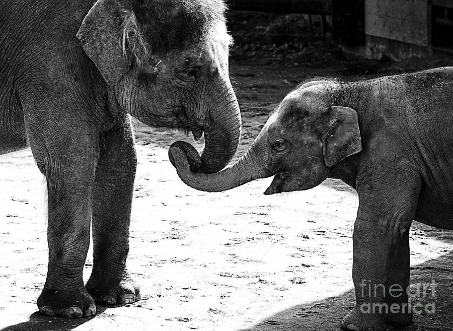 Beautiful Elephant Black And White 49 Photograph by Boon Mee