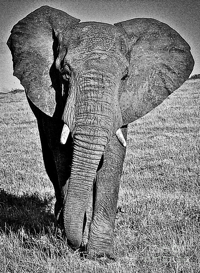 Beautiful Elephant Black And White 5 Photograph by Boon Mee