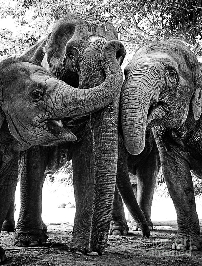Beautiful Elephant Black And White 50 Photograph by Boon Mee