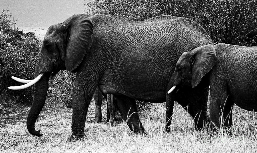Beautiful Elephant Black And White 51 Photograph by Boon Mee