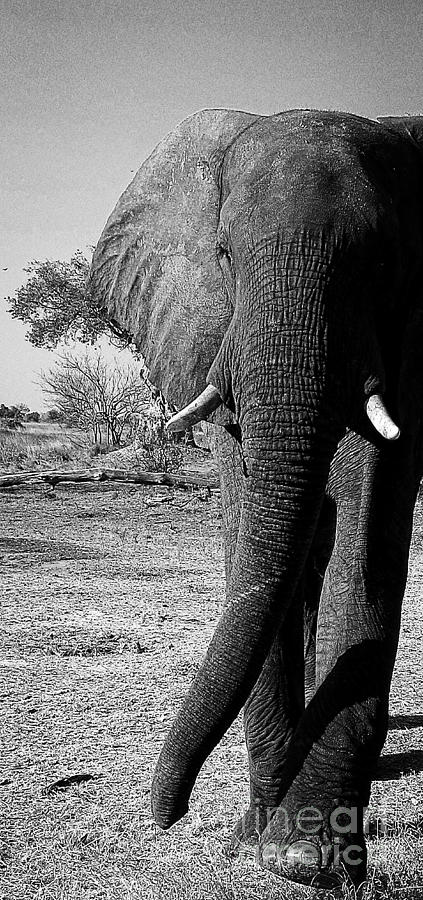 Beautiful Elephant Black And White 52 Photograph by Boon Mee