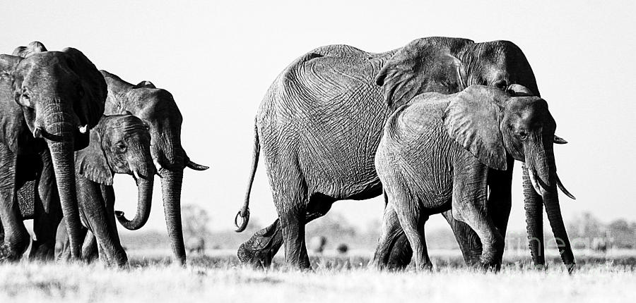 Black And White Photograph - Beautiful Elephant Black And White 55 by Boon Mee