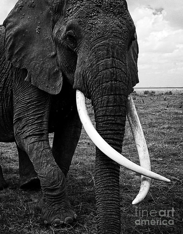Beautiful Elephant Black And White 58 Photograph by Boon Mee