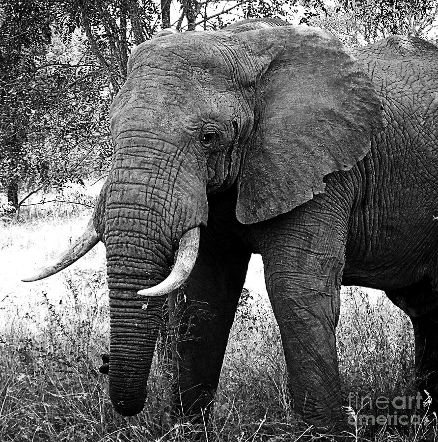 Black And White Photograph - Beautiful Elephant Black And White 59 by Boon Mee