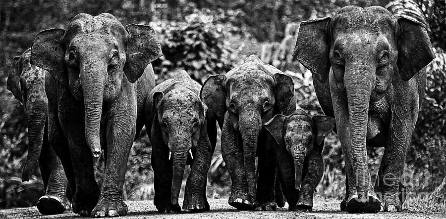 Beautiful Elephant Black And White 60 Photograph by Boon Mee