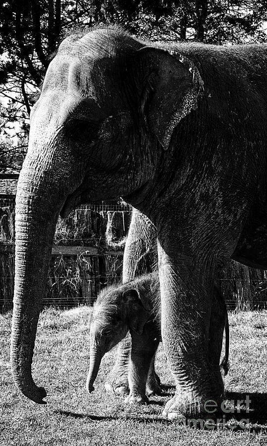 Beautiful Elephant Black And White 61 Photograph by Boon Mee