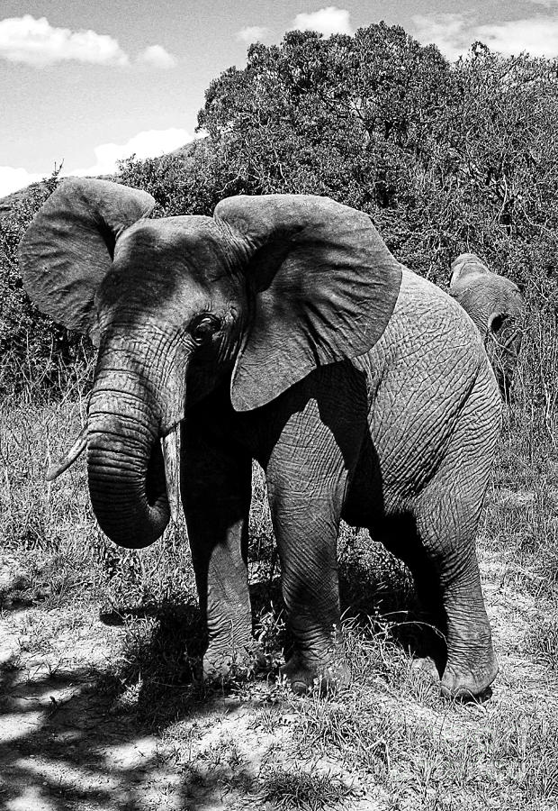 Beautiful Elephant Black And White 62 Photograph by Boon Mee
