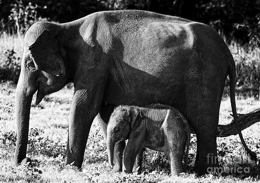 Beautiful Elephant Black And White 63 Photograph by Boon Mee