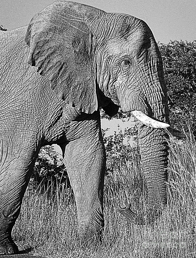 Beautiful Elephant Black And White 64 Photograph by Boon Mee