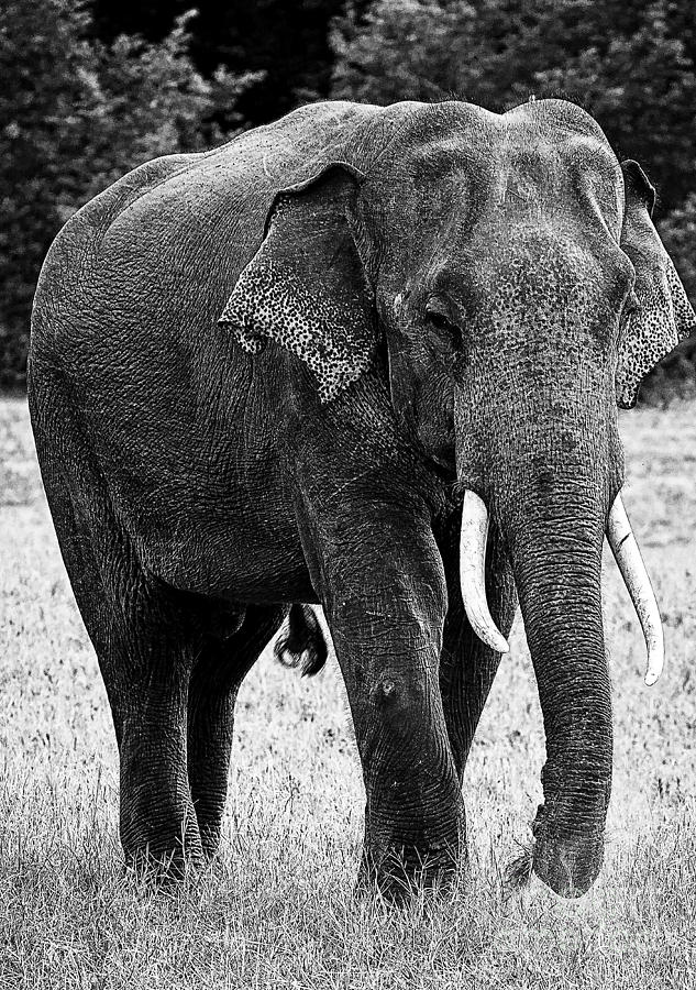 Beautiful Elephant Black And White 65 Photograph by Boon Mee
