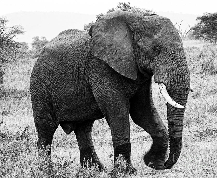 Beautiful Elephant Black And White 7 Photograph by Boon Mee