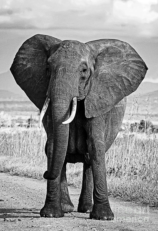 Beautiful Elephant Black And White 8 Photograph by Boon Mee