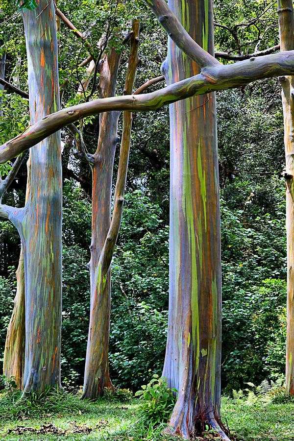 Beautiful Eucalyptus Photograph by DJ Florek