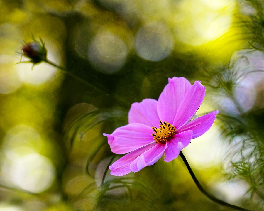 Beautiful Evening Pink Cosmos Wildflower Photograph by Tracie Schiebel