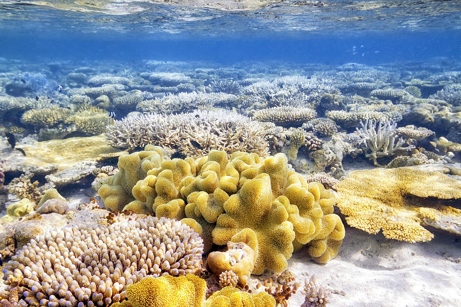 Beautiful Exotic Coral Reef Photograph by Cinoby