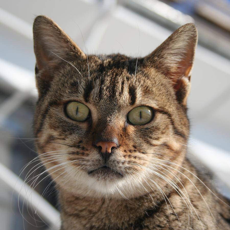 Beautiful Eyed Tabby Cat Photograph