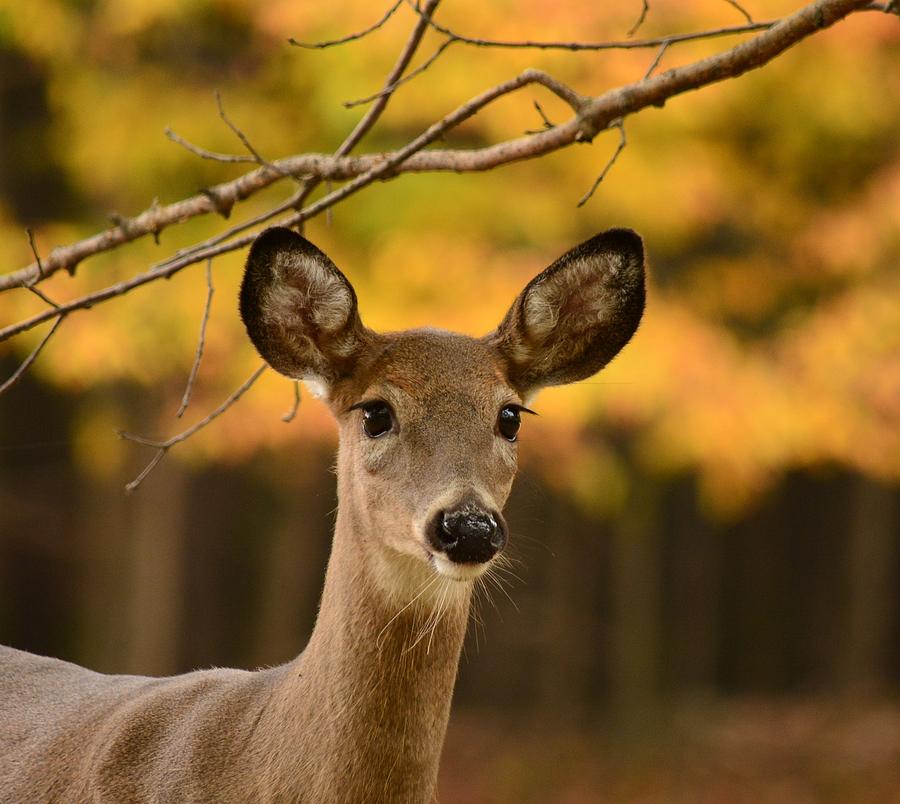 Deer Photograph - Beautiful Eyes by Judy Genovese