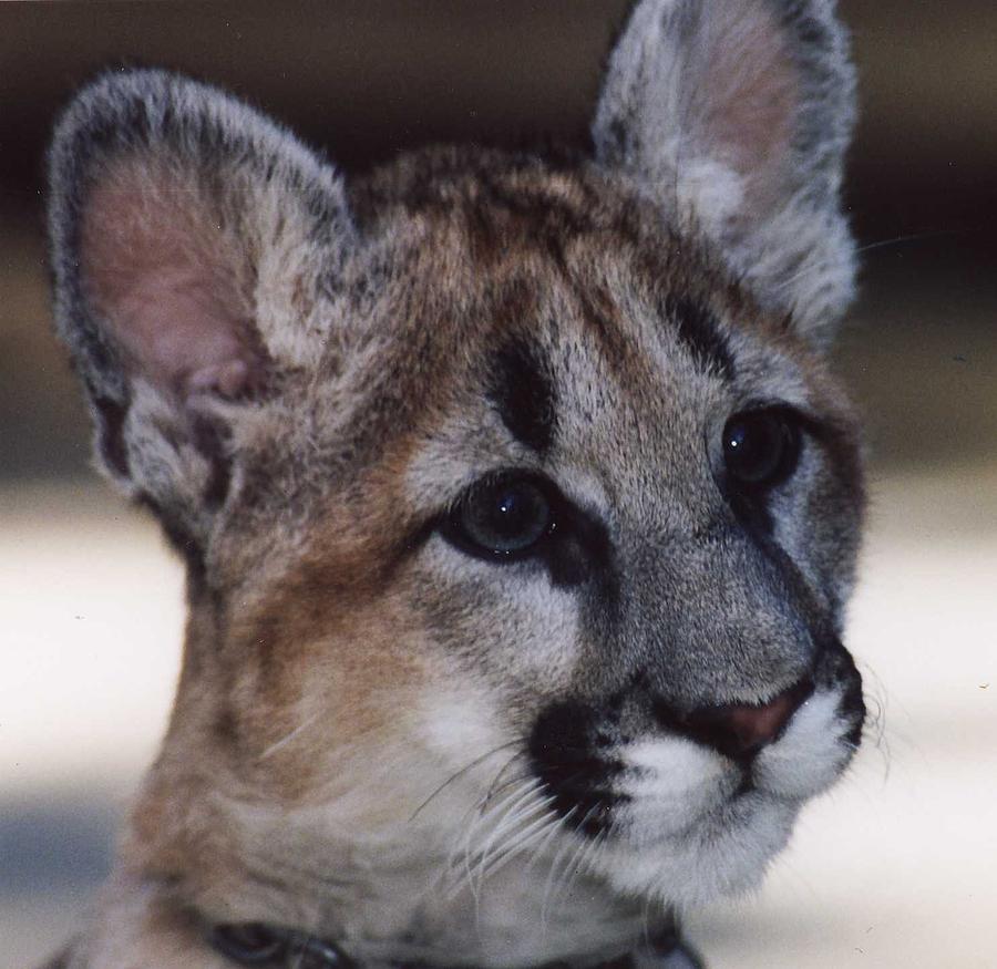 Beautiful Face-Cougar Cub Photograph by Myrna Walsh