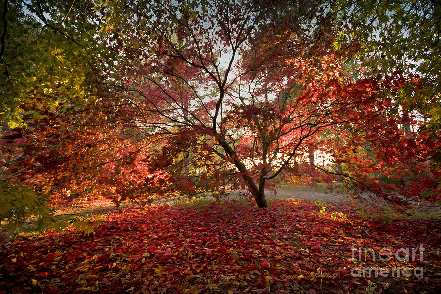 Beautiful fall Photograph by Ang El