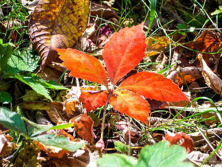 Beautiful Fall Leaf Photograph by Cynthia Woods - Pixels