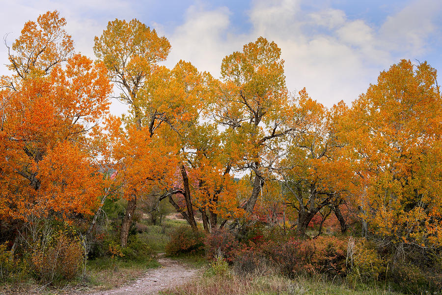 Beautiful Fall Season Photograph by Tim Reaves