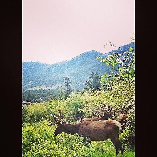 Mountain Photograph - Beautiful, Fearless Creatures. It Was by Janae Cordova