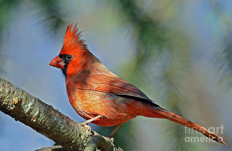 Beautiful Female Cardinal Photograph by Rodney Campbell
