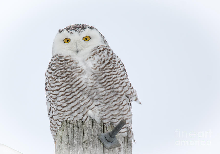 Beautiful Female Snowy Owl Photograph by Cheryl Baxter