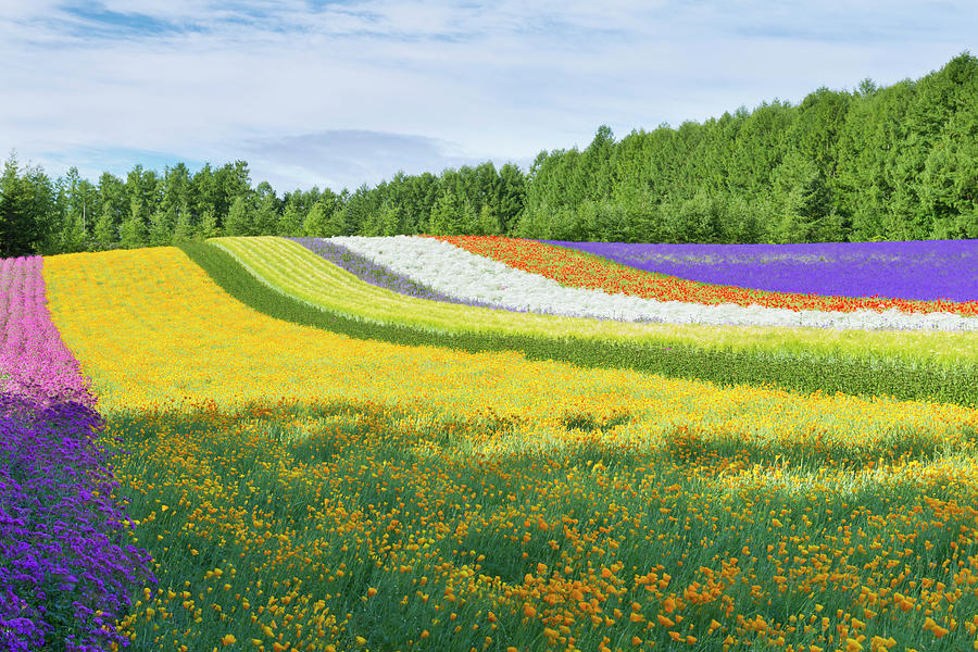 Beautiful Field Of Multicolor Flowers Photograph by Leren Lu