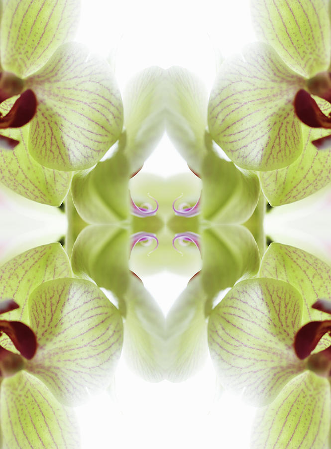 Beautiful, Finely Textured Orchid Photograph by Silvia Otte