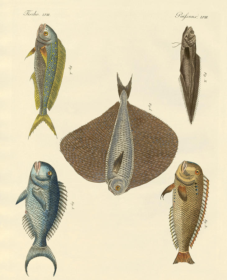 Fish Drawing - Beautiful fish by Splendid Art Prints