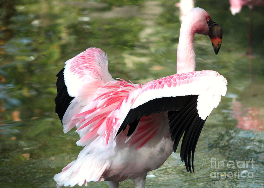Beautiful Flamingo Wings Photograph