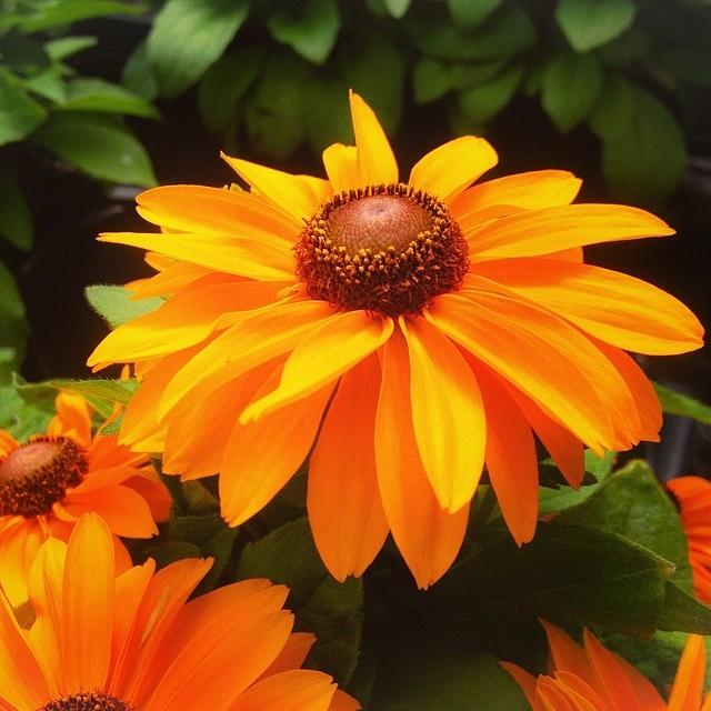 Nature Photograph - Beautiful Flower #iphone5 #instagram by Scott Pellegrin