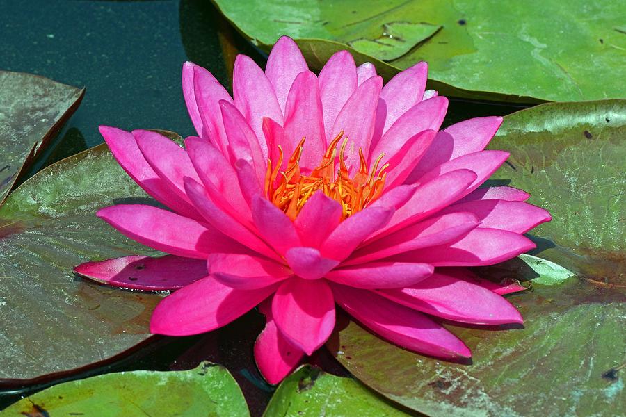 Bonita flor de loto - Eatlocalnz