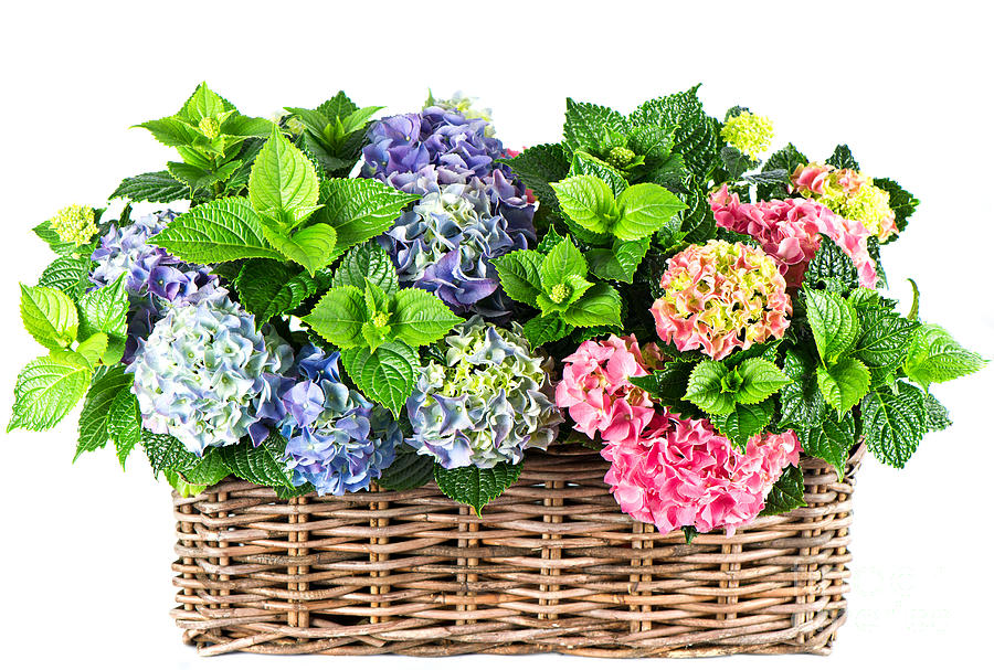 Beautiful Flowers in Basket Photograph by Boon Mee