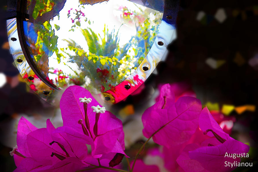 Beautiful Flowers in Reflection Photograph by Augusta Stylianou