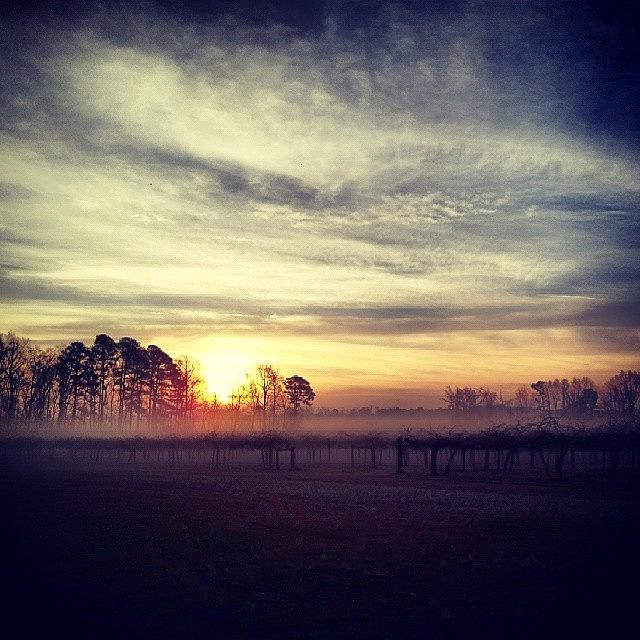 Vineyard Photograph - Beautiful Foggy Morning! #fog by Chris Morgan