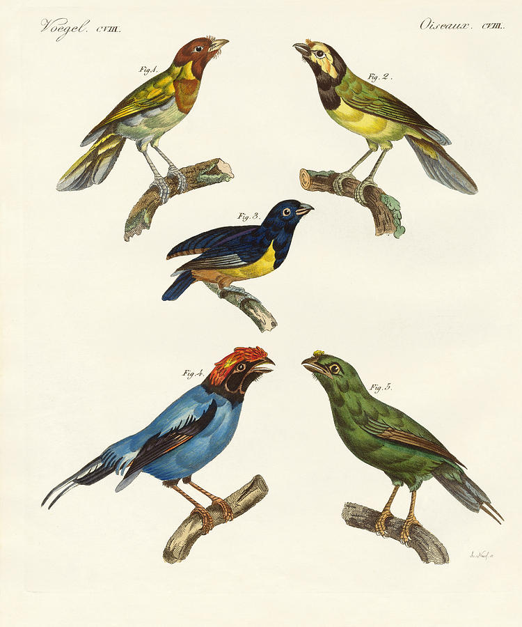 Bird Drawing - Beautiful foreign birds by Splendid Art Prints