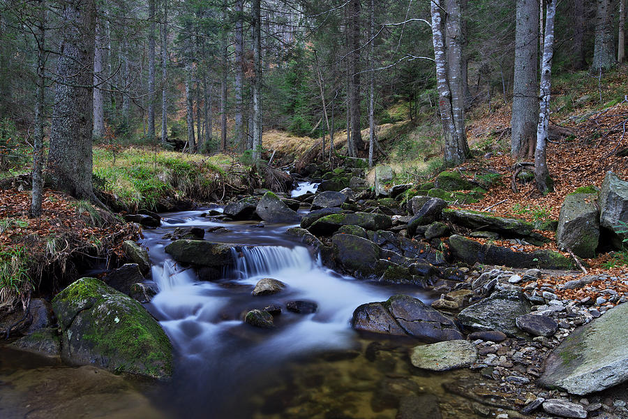 Beautiful forest stream Photograph by Ivan Slosar