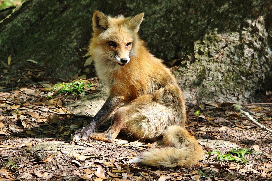 Beautiful Fox Photograph by Paulette Thomas | Fine Art America