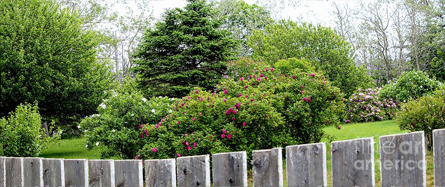 Beautiful Front Yard - Roses - Trees Photograph by Barbara A Griffin