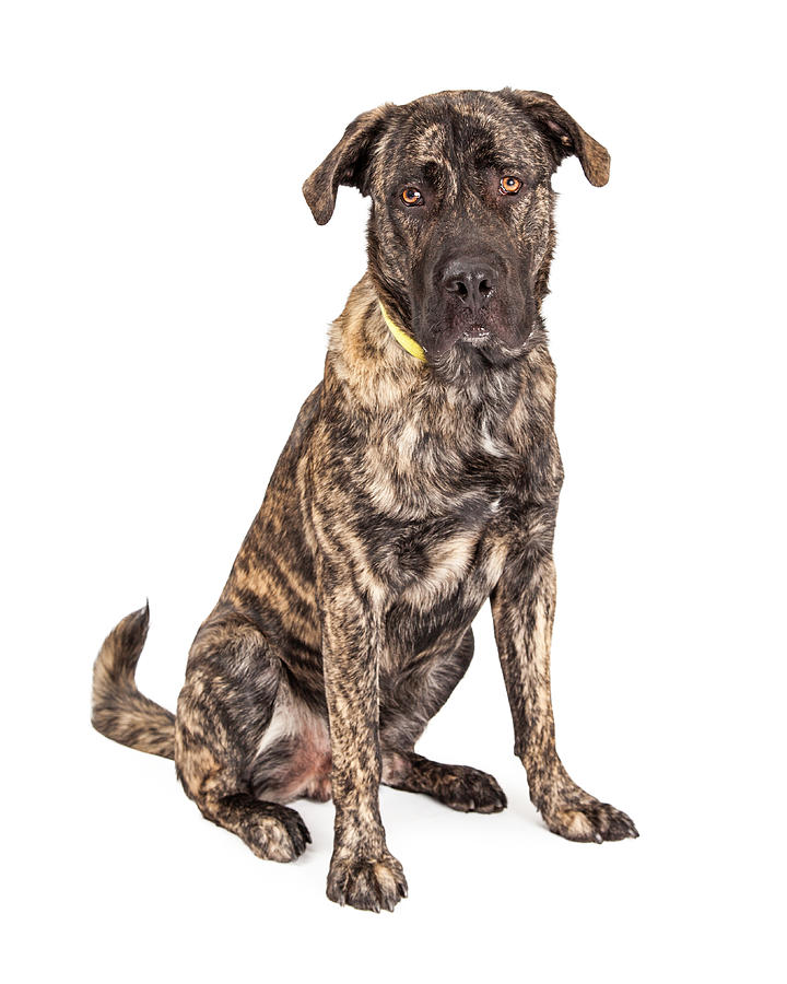 Beautiful Giant Breed Dog Sitting Photograph by Good Focused - Fine Art ...